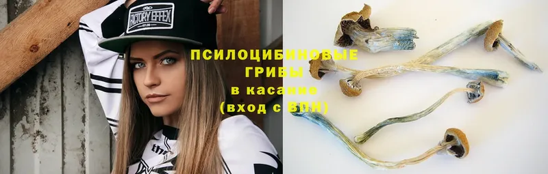 блэк спрут зеркало  Грязи  Галлюциногенные грибы Psilocybe 